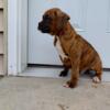 Boxer puppy  AKC registered