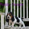 AKC Basset Hound Puppies - Champion Bloodlines