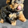 10 weeks old AKC teacup yorkie puppy (male)