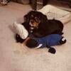 Black and Tan Cavalier King Charles Spaniel male available to good clean home