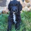 Black hypoallergenic Labradoodle puppy