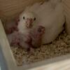 Cockatiel chicks 