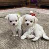 Maltese puppies