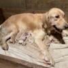 AKC Golden Retriever puppies