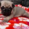 Beautiful Pug females