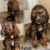 8wk Old Labradoodle puppies so cute and playful