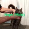 MALE MAINE COON KITTENS