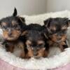 Purebred Yorkshire Terrier Puppies – Ready for Their Forever Homes!