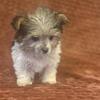 Yorkie Toy poodle puppy