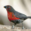 ISO Western Bluebill Finch Hen