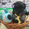 AKC Bailey - Black & Silver Miniature Schnauzer Puppy