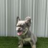 Fluffy Frenchie - Lilac and Tan Fluffy Female carrying PINK & Shedding AKC Registered & Health Cleared