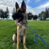 7 month old male German shepherd