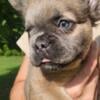 Male and female fluffy french bulldog puppies