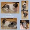 CKC Jack Russell Terrier Pups