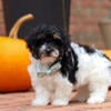 Beautiful little Maltipoo puppies (Maltese/Poodle)