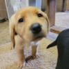 AKC Registered Yellow Male Labrador Retriever Puppy