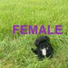 Shihpoo Puppies (1/2 Shih Tzu 1/2 Toy Poodle)