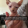 Male Sphynx kitten