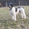 Brindle Blue Merle Parti Stud- Moyen Poodle AKC