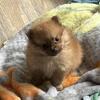 CKC registered female Pomeranian puppy
