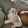 Authentic Ragdoll Kittens