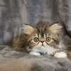 Persian Beutiful  Boy kitten