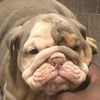 English bulldog pups available