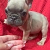 AKC Mini  French Bulldog puppies