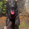 Tri color German shepherd 