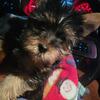 11 Weeks Old Male Yorkie 