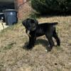 Ready to go home today 8 weeks old ICCF Cane Corso puppies