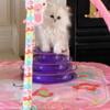 Powderpuff Persians Kittens Available