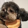 Yorkiepoo looking for a new home