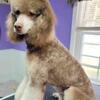 AKC small standard poodles! 10 puppies available in mount airy, NC