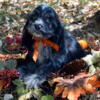 Cocker Spaniel Puppies Ready for New Home