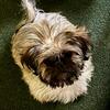 Shihtzu young females