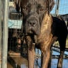 Cane corso male