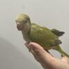 Quaker parrots hand feeding