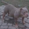 Female American bully