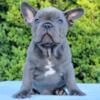 Monk French Bulldog female puppy for sale. $2,900