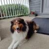 AKC Shetland Sheepdog (Sheltie) Stud Service