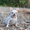 French bulldog pup available