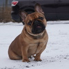 Special Needs 3 yr old Frenchie