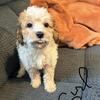 Miniature bernedoodle puppies