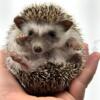 Hedgehog Available - Ohio Breeder - Learning Center