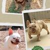 French Bulldog for stud 