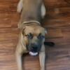 1.7yr Old Male Bandogge For Stud Service