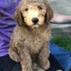 Miniature Labradoodle