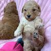 f1bb mini goldondoodles